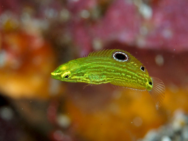 Labre jaune