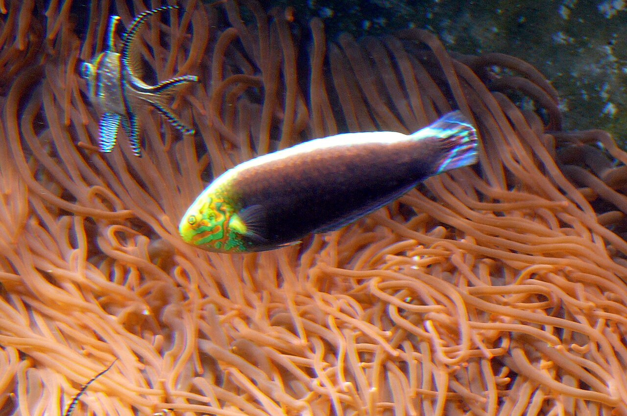 Labre irisé