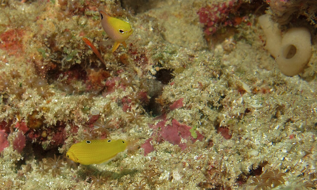 Labre à tête jaune