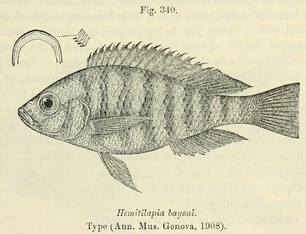 Haplochromis obliquidens — photo 1 sur 1