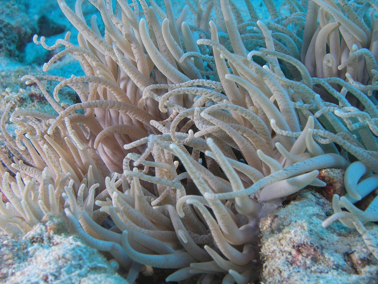 Anémone frisée
