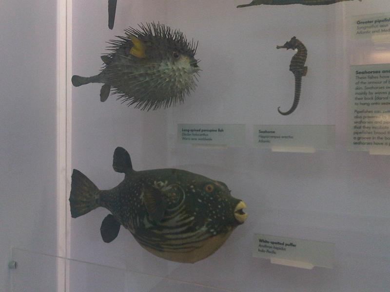 Hippocampe rayé