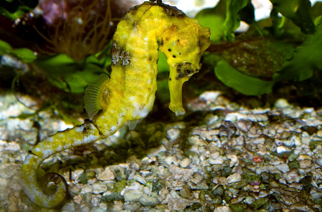 Hippocampe à long bec