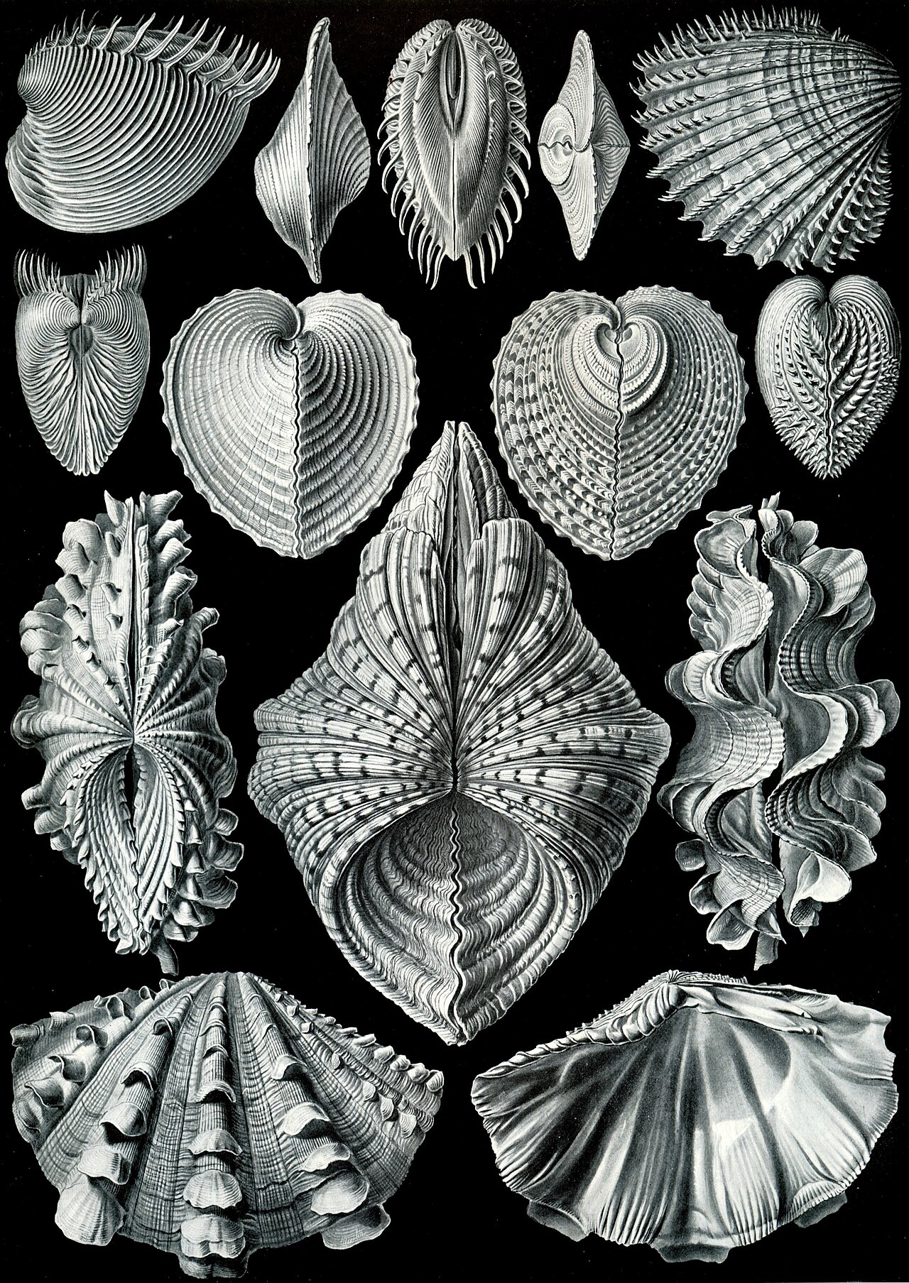 Bénitier hippopus