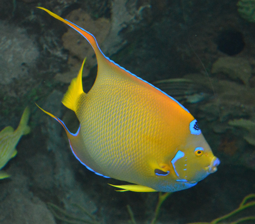 Poisson-ange royal