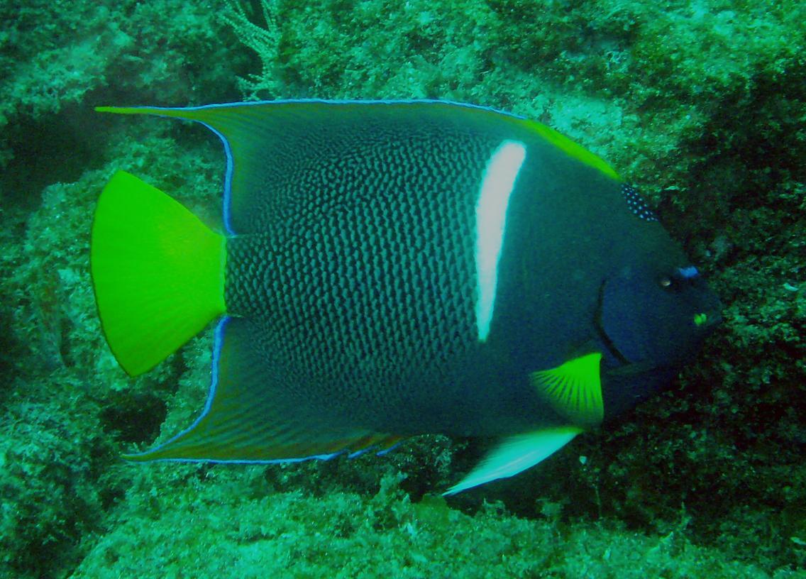 Poisson-ange roi