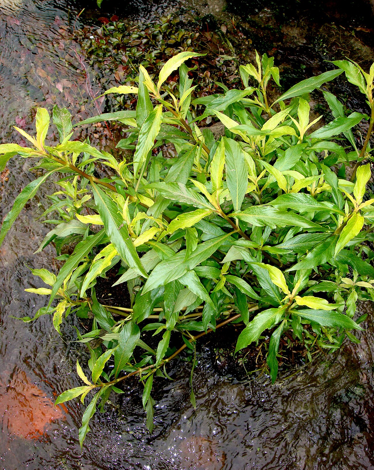 Hygrophile à feuilles étroites
