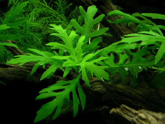 Hygrophile difforme