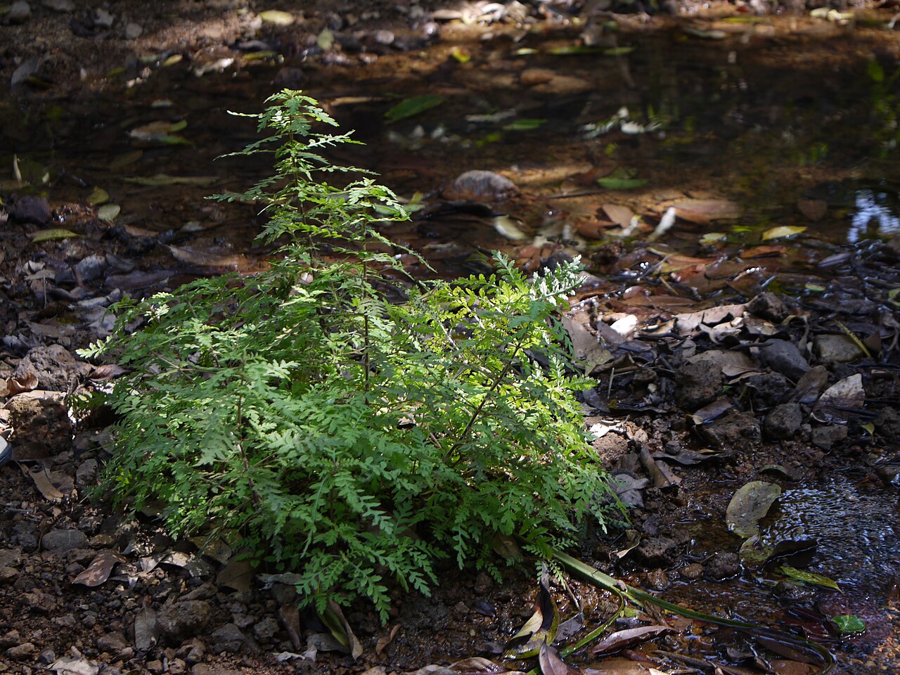 Hygrophile pennatifide