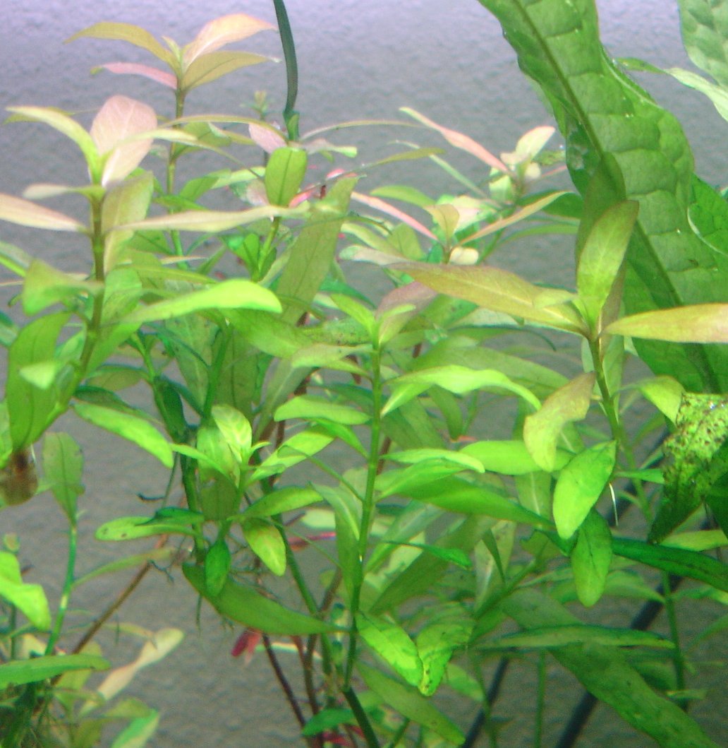 Hygrophile polysperme