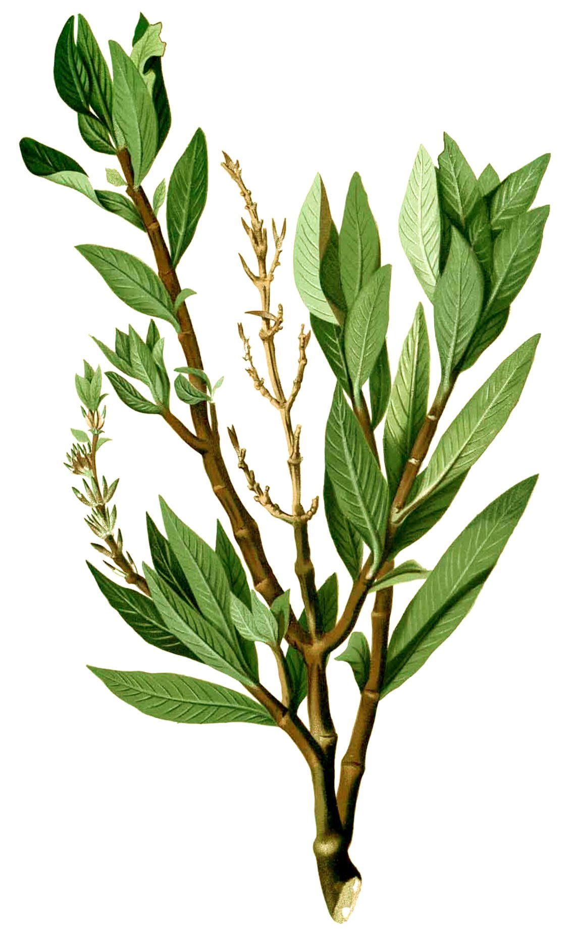 Hygrophile à feuilles de saule