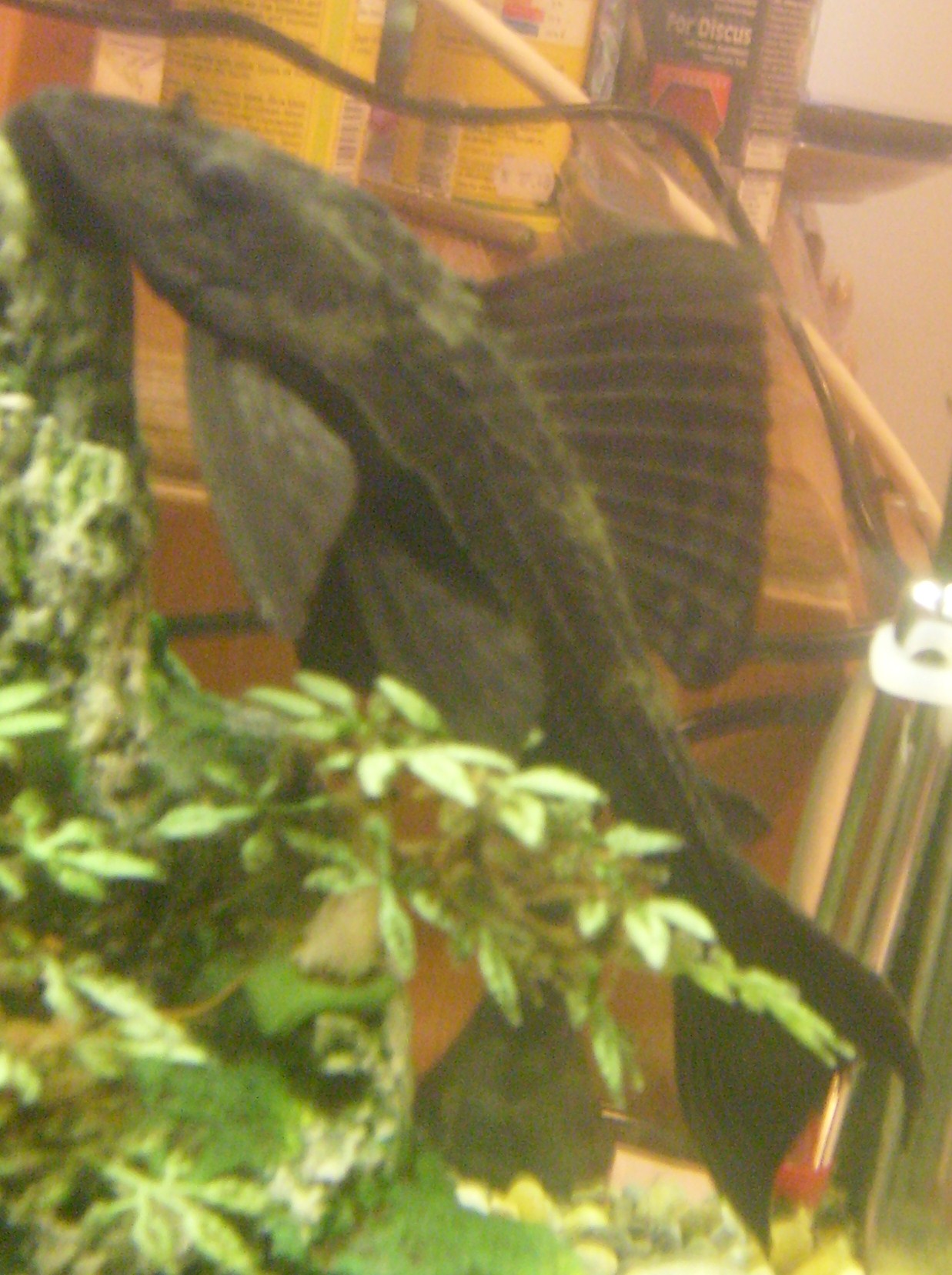 Pleco commun