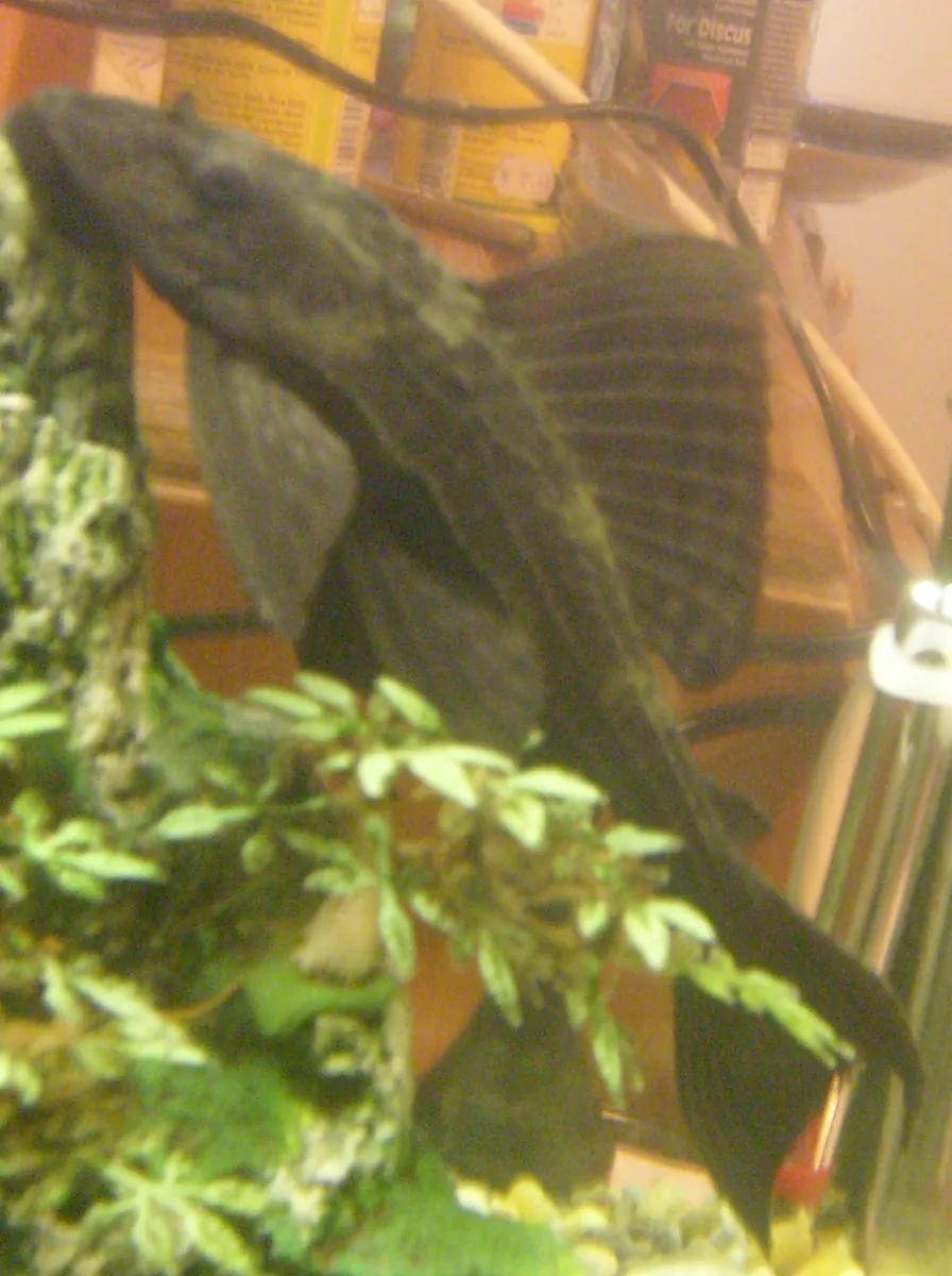 Pleco commun — photo 1 sur 2