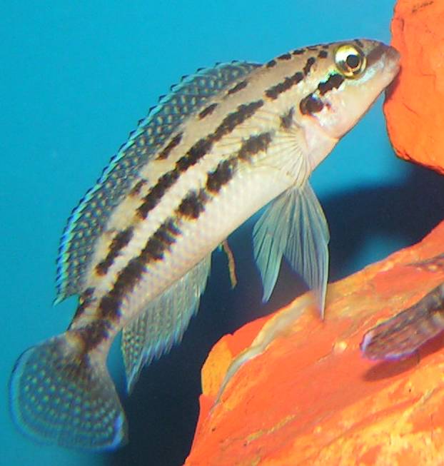 Julidochromis de Dickfeld
