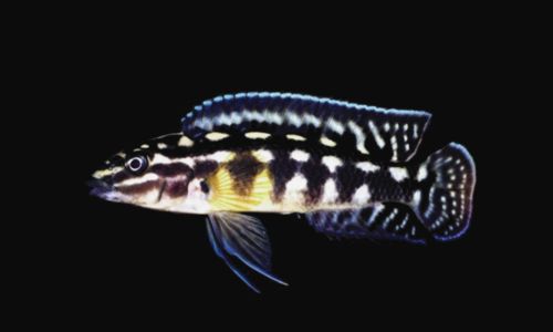 Julidochromis de Marlier