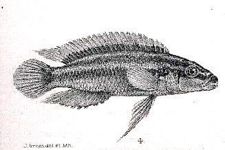Julidochromis orné