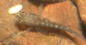 Julidochromis de Regan