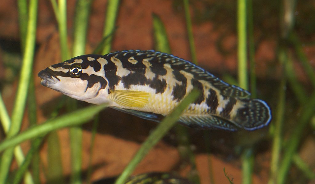 Julidochromis à bandes