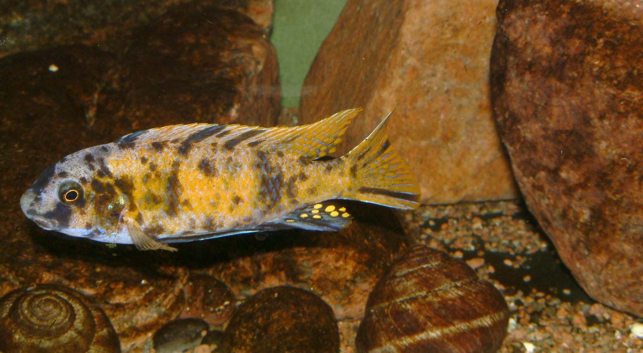 Cichlidé de Fuelleborn