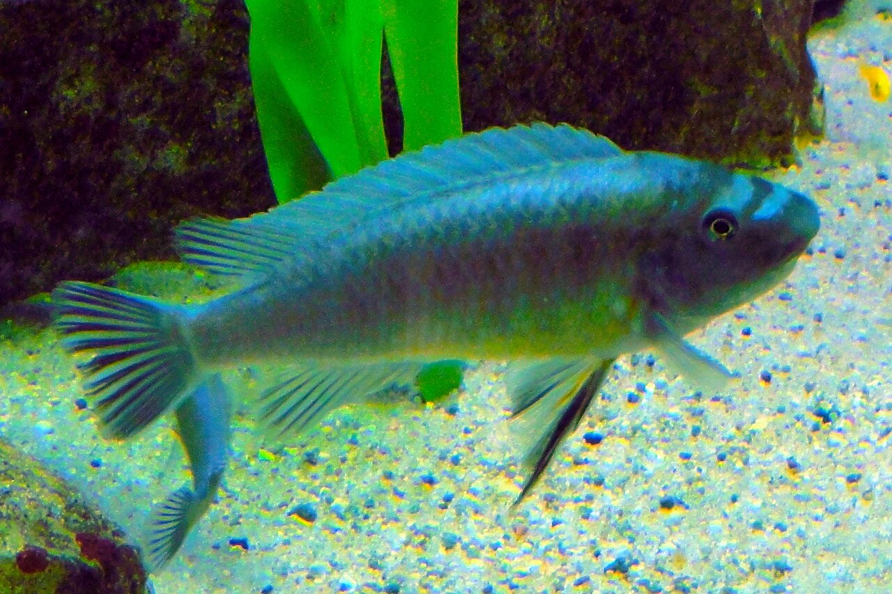Labéotropheus de Trewavas — photo 1 sur 4