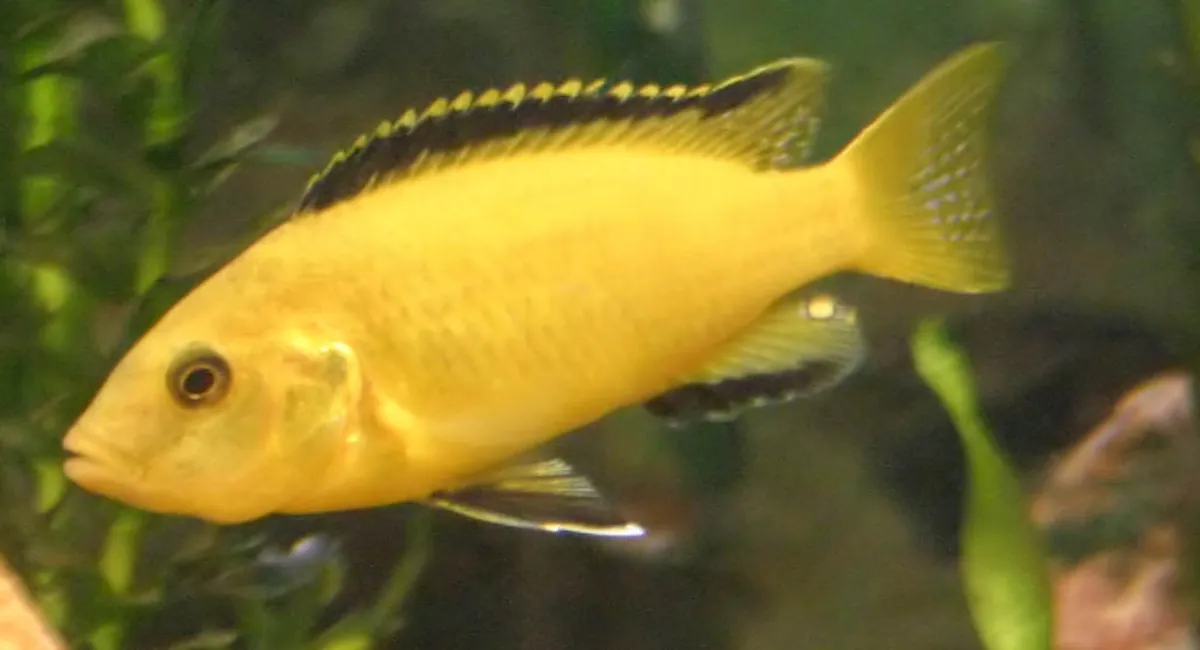 Labidochromis jaune — photo 1 sur 4