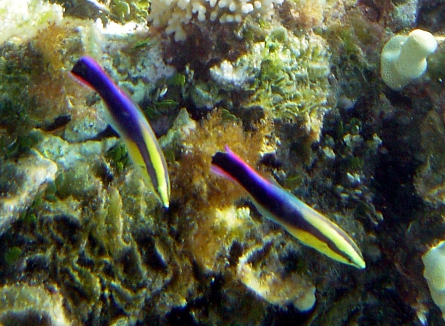 Labre nettoyeur de Hawaii