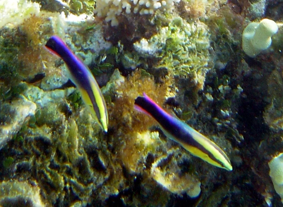Labre nettoyeur de Hawaii — photo 1 sur 4