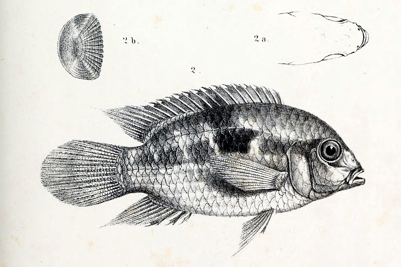 Laetacara de Thayer