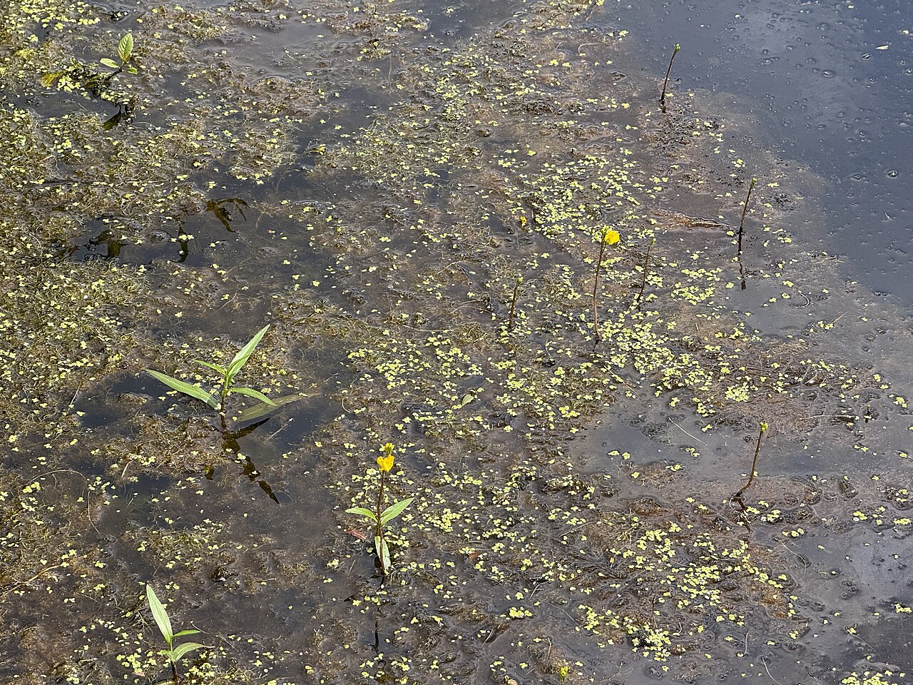 Lentille d'eau