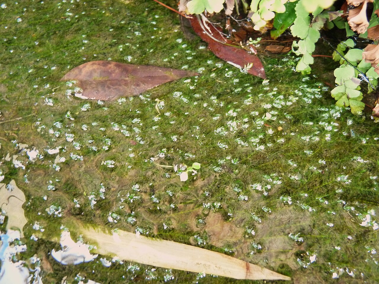 Leptodictyum