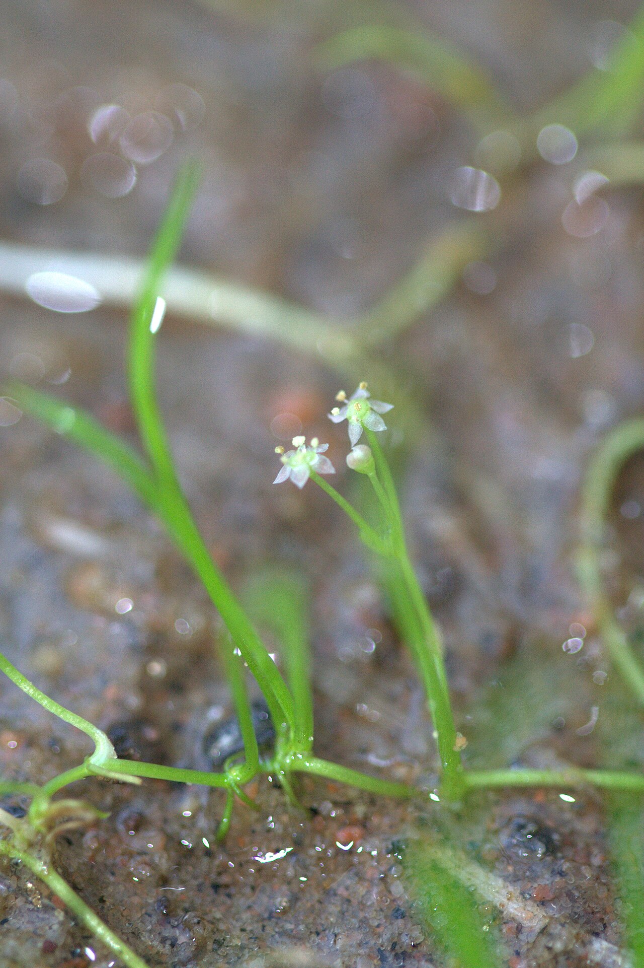 Lilaeopsis du Brésil