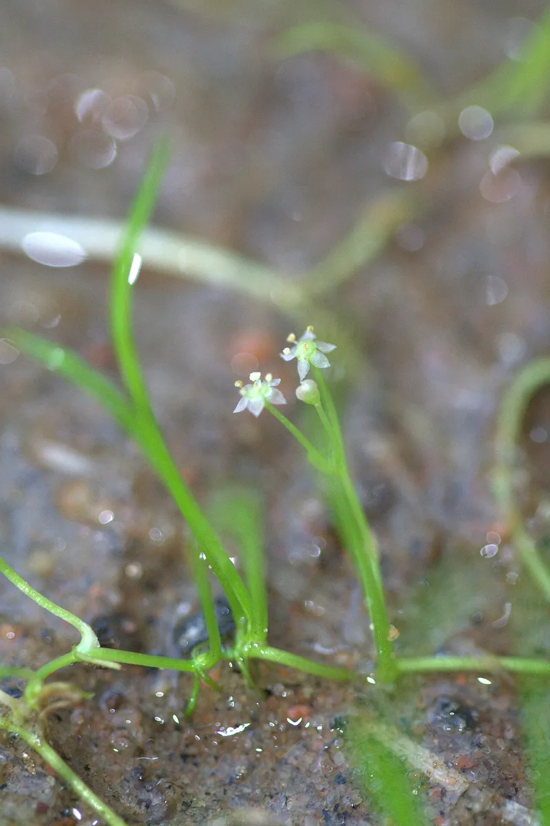 Lilaeopsis du Brésil — photo 1 sur 4