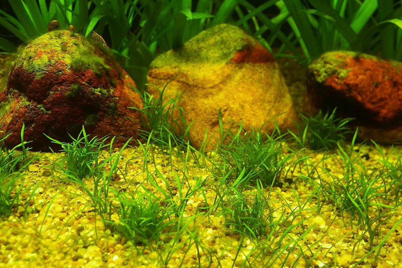 Lilaeopsis de Nouvelle-Zélande