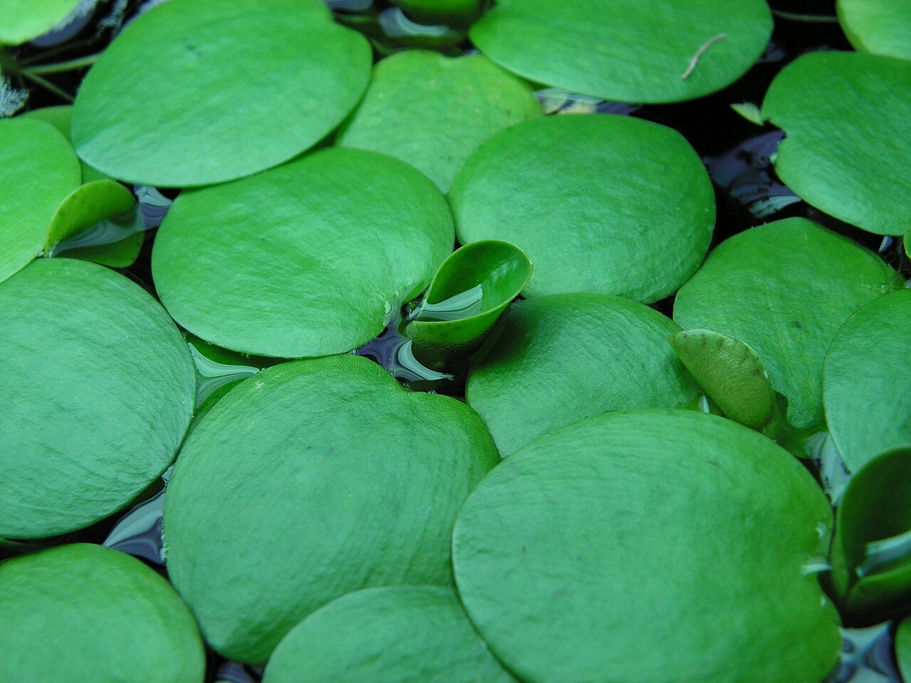 Limnobium lisse