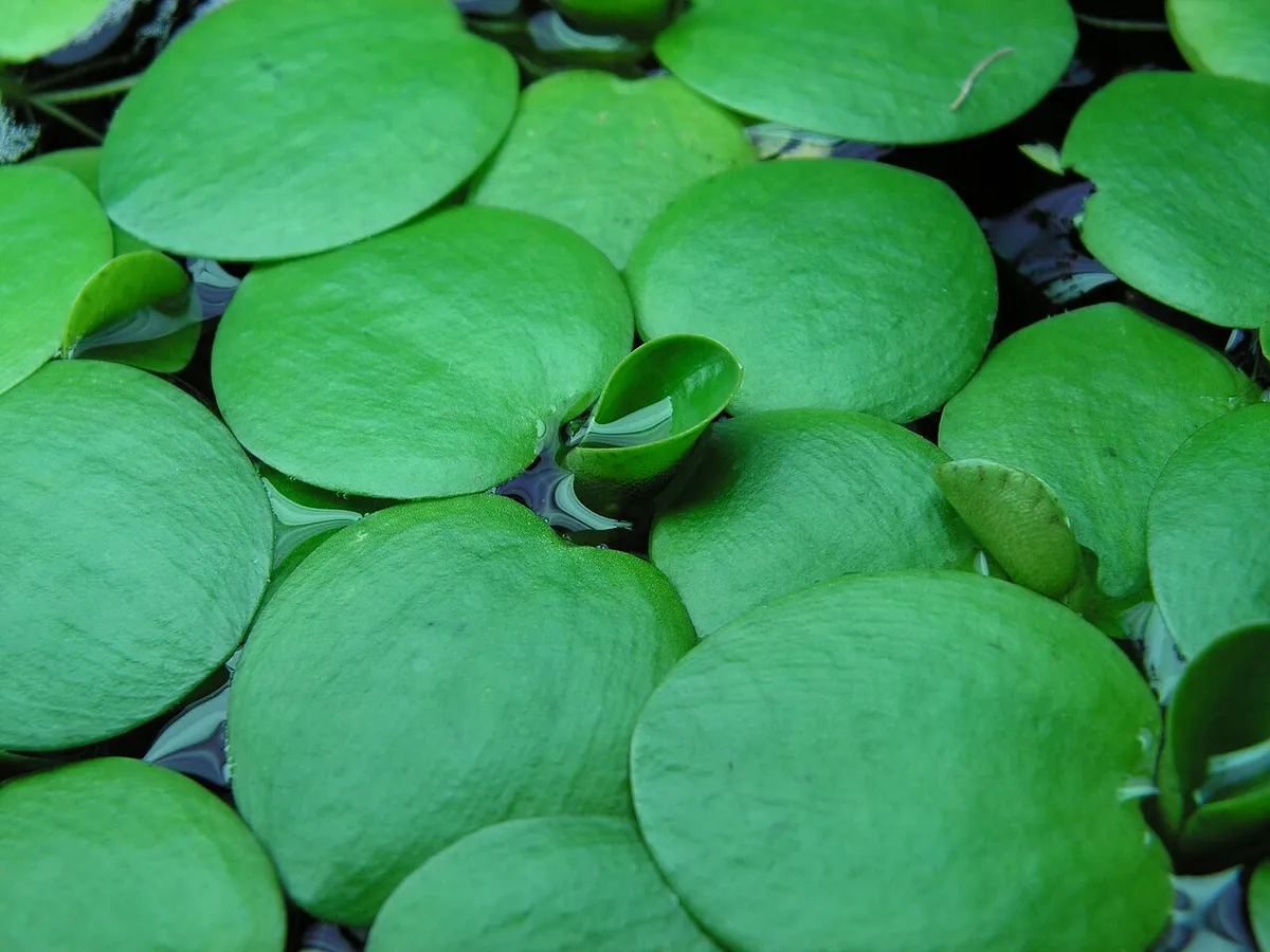 Limnobium lisse — photo 1 sur 3