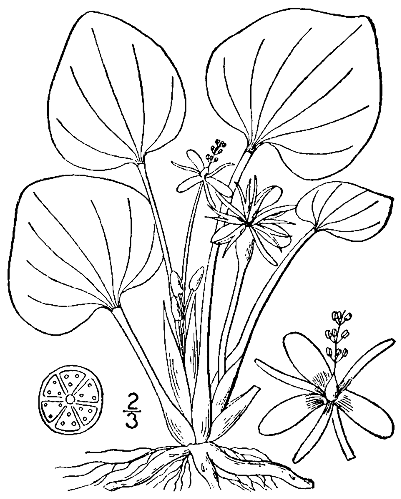 Limnobium éponge