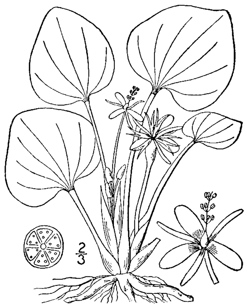 Limnobium éponge — photo 1 sur 4