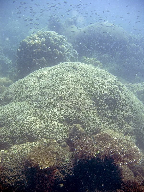 Lobophyllie corymbe