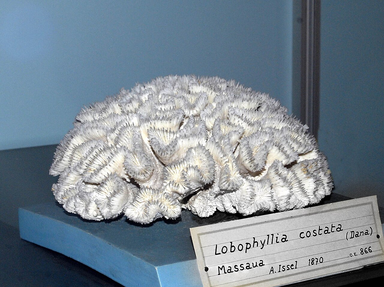 Corail lobe côtelé