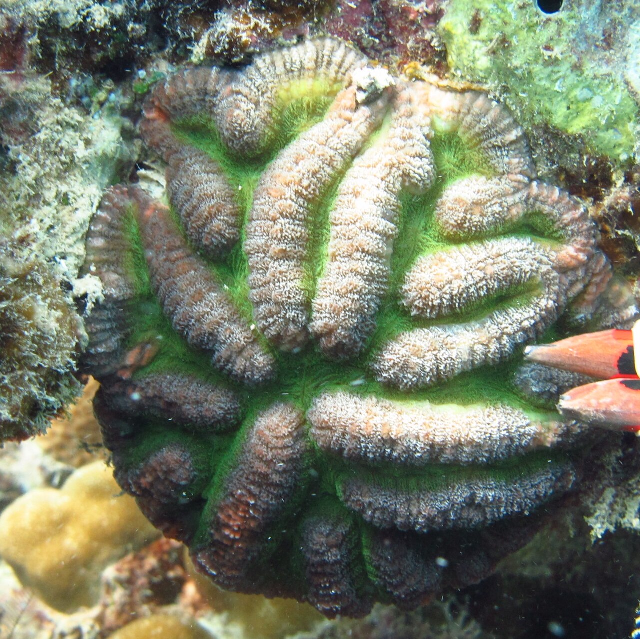 Corail lobe de Hatai