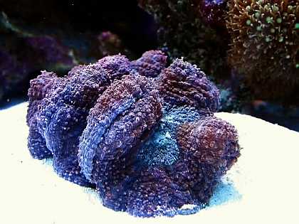 Lobophyllie