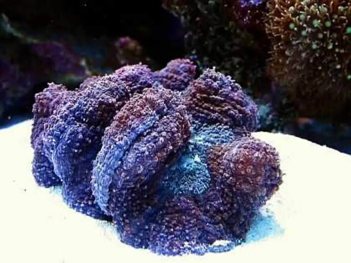 Lobophyllie — photo 1 sur 4
