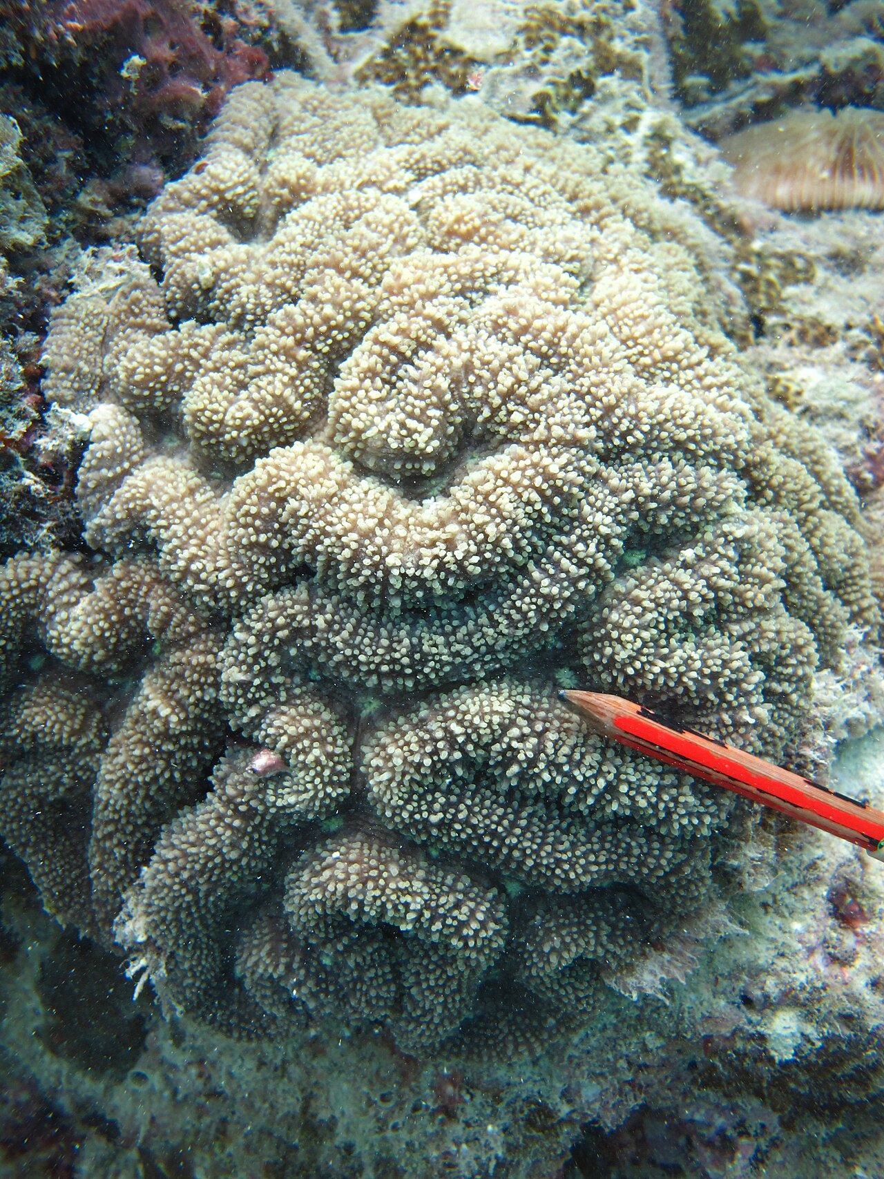 Corail lobe robuste