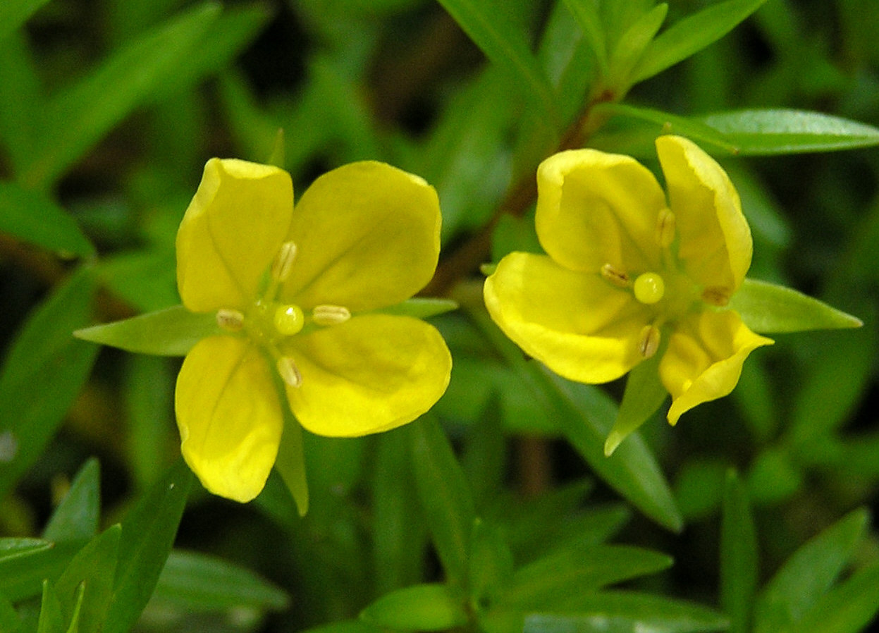 Ludwigia arquée