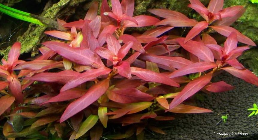 Ludwigia glanduleuse