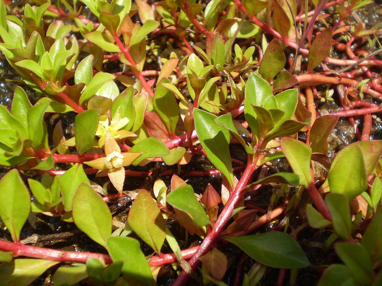 Ludwigia rampante