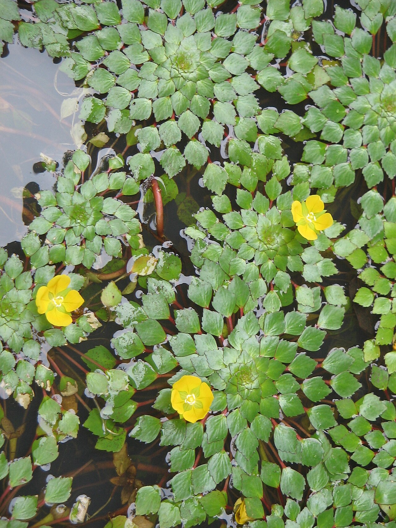 Ludwigie sedioïde