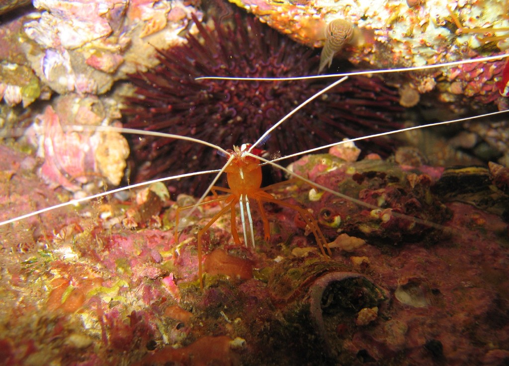 Crevette nettoyeuse