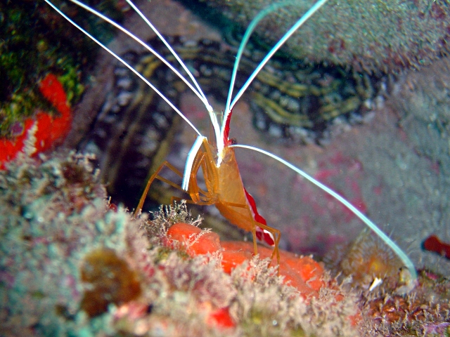 Crevette nettoyeuse à bandes