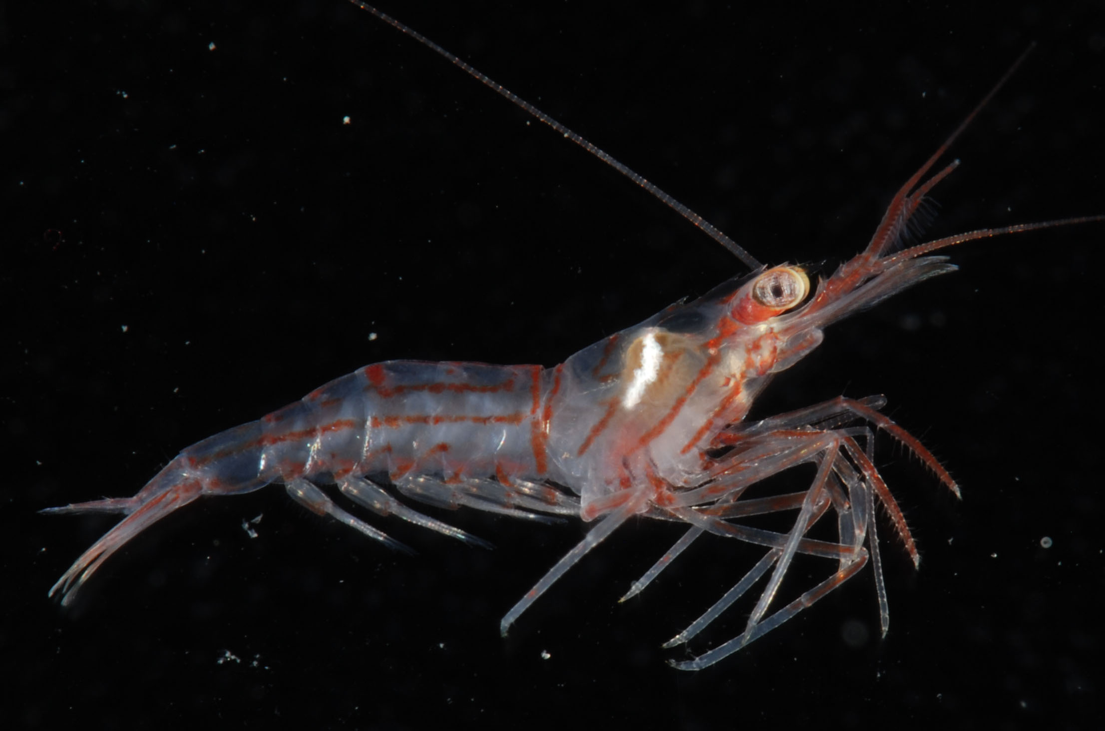 Crevette nettoyeuse de l'Atlantique